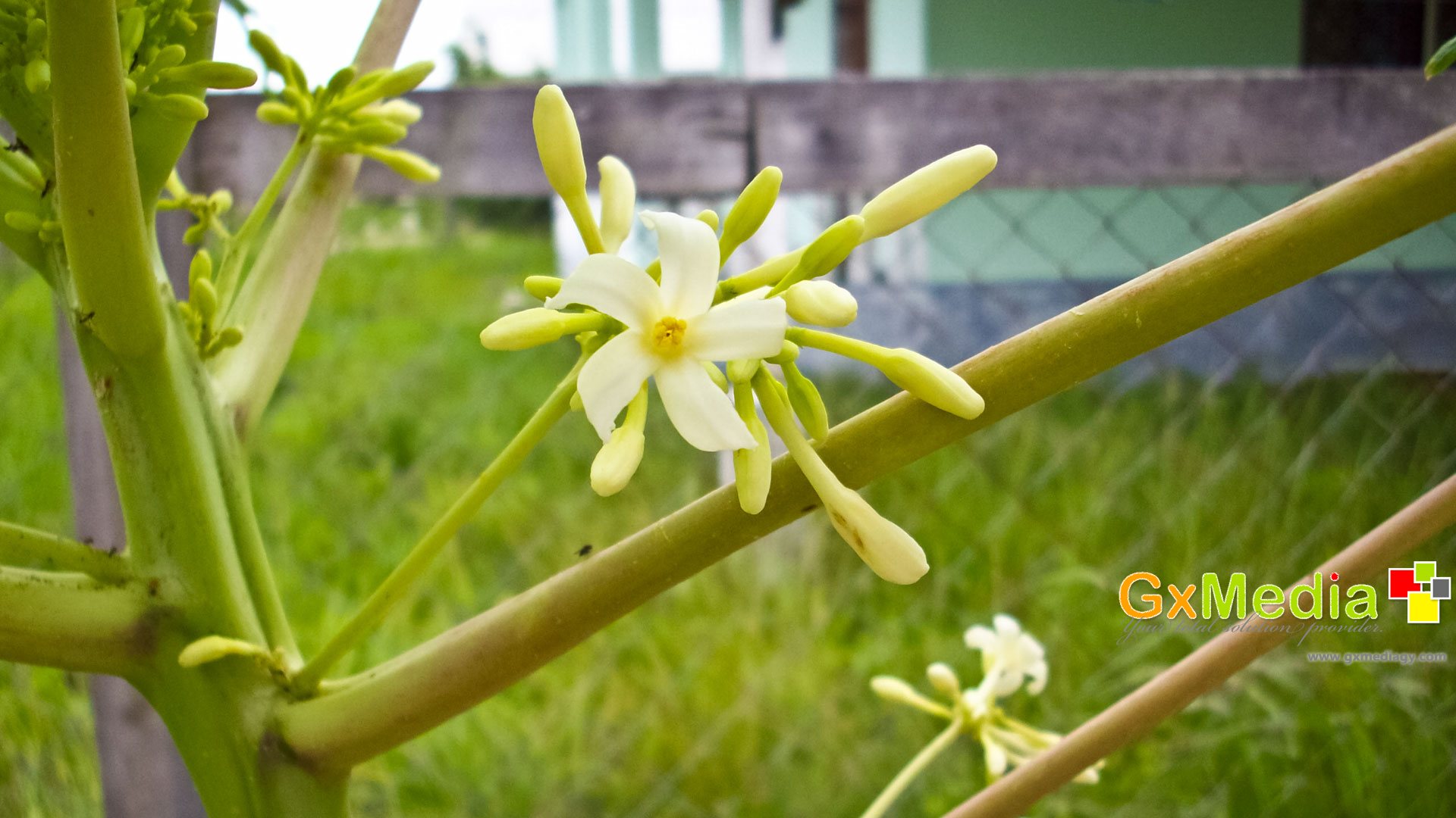 Papaya blossom
